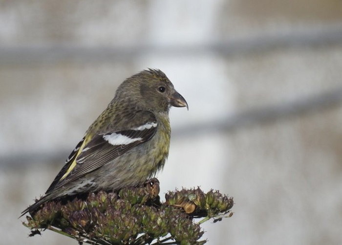 Two-barred Crossbill