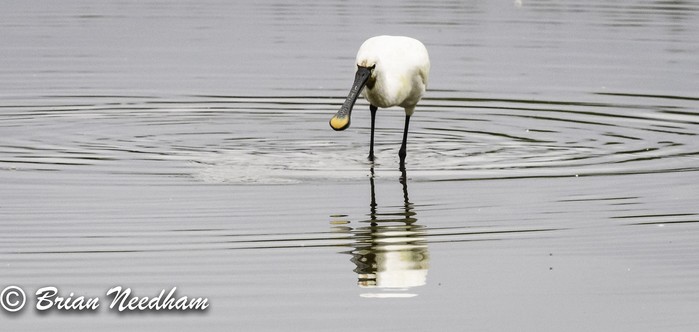 spoonbill