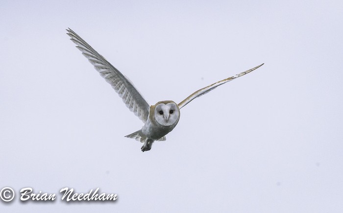 Barn Owl
