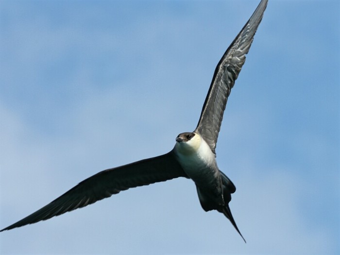 Long-tailed Skua