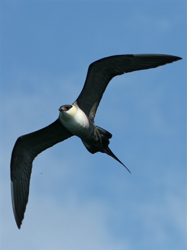 Long-tailed Skua