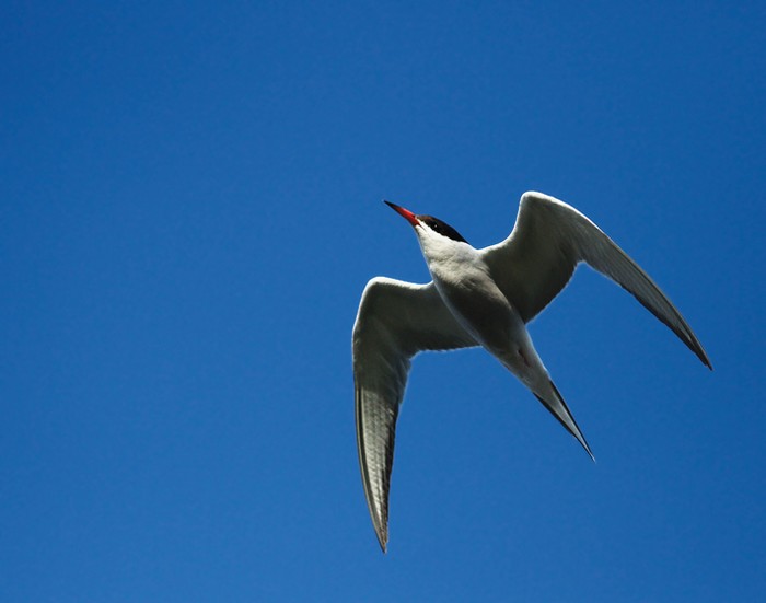 Common Tern