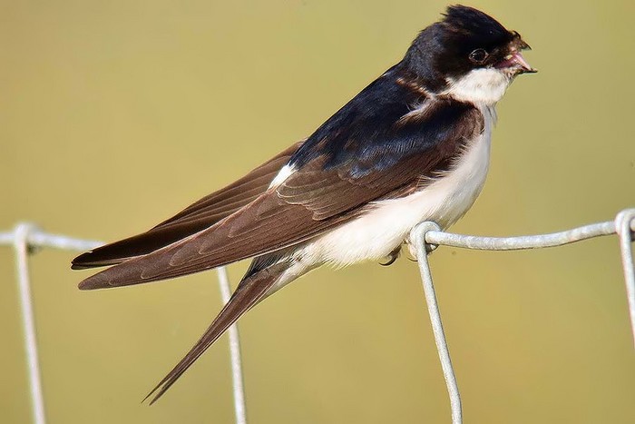 House Martin