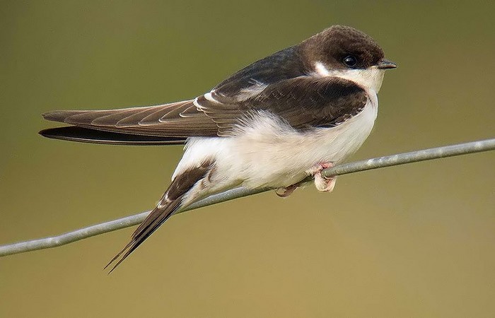 House Martin