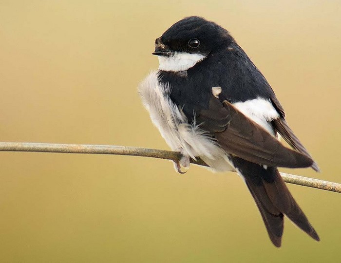 House Martin