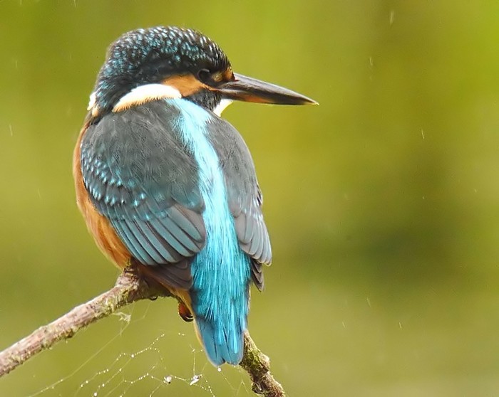 Kingfisher