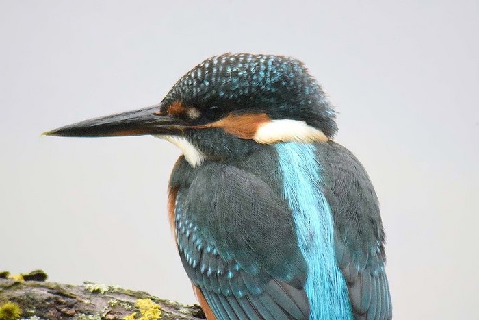 Kingfisher