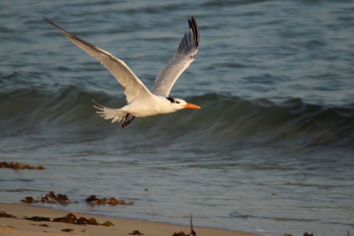 American Royal Tern