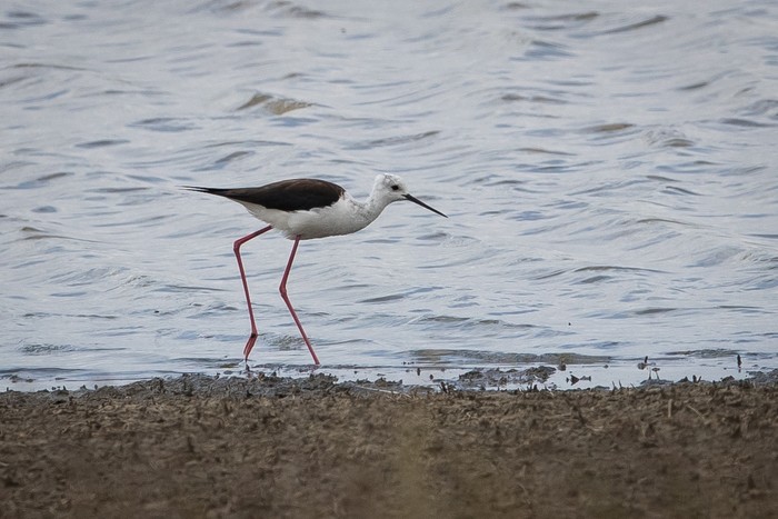 Black-winged Stilt