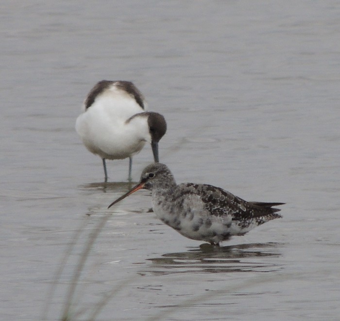 Spotted Redshank