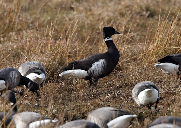 Black Brant
