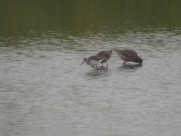 Marsh Sandpiper