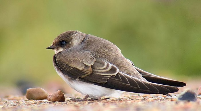 Sand Martin