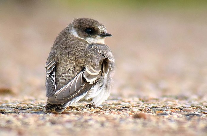 Sand Martin