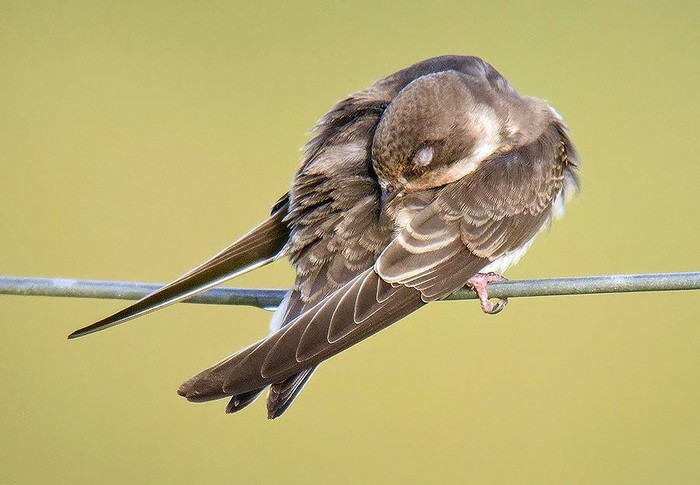 Sand Martin