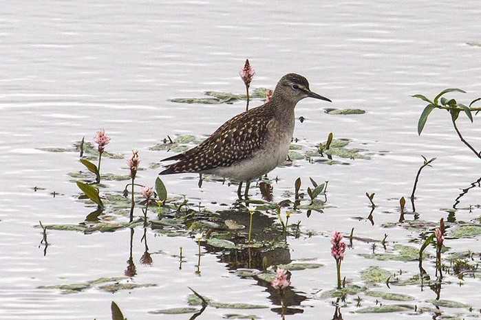 Wood Sandpiper