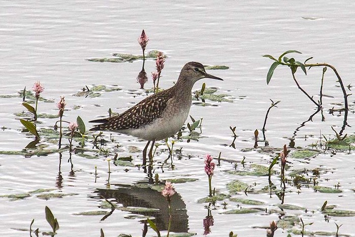 Wood Sandpiper