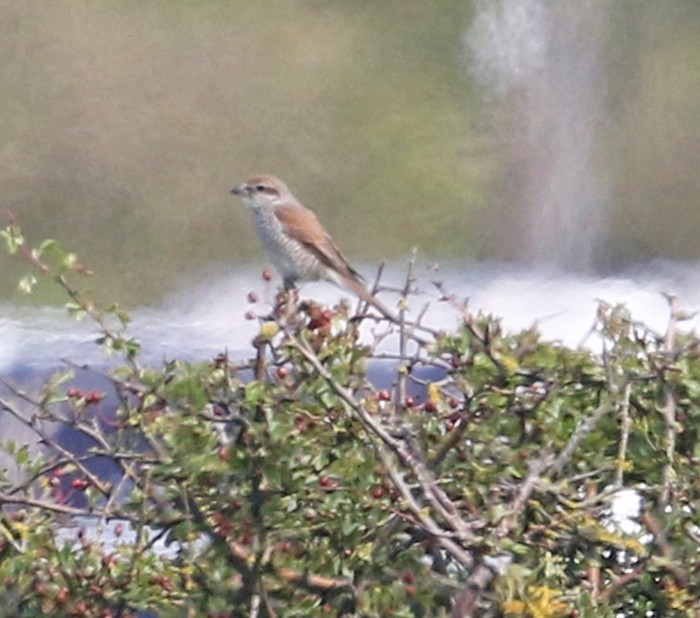 Red-backed Shrike