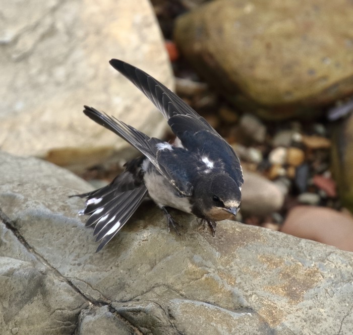 Swallow