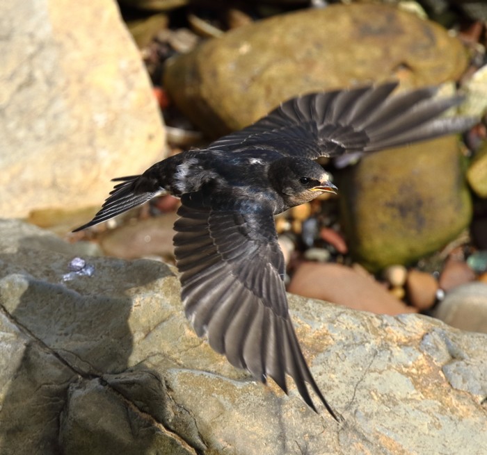 Swallow