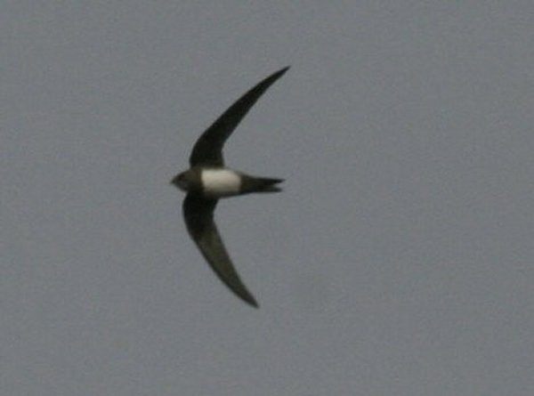 Alpine Swift
