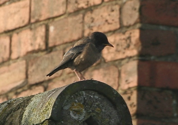 Rose-coloured Starling
