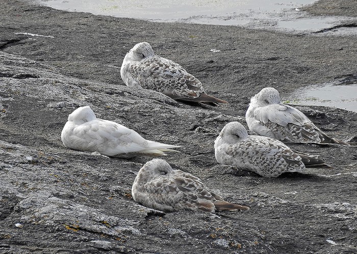 Iceland Gull