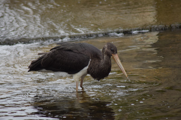 Black Stork