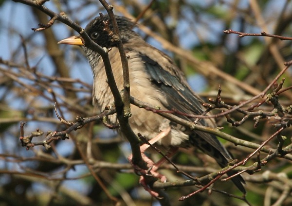 Rose-coloured Starling