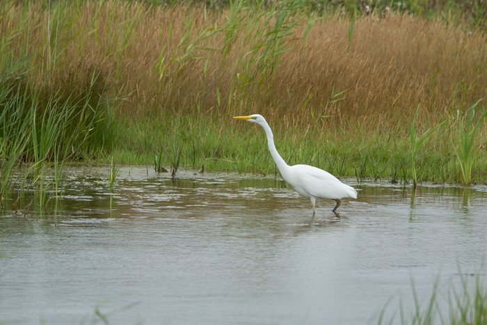 Great White Egret