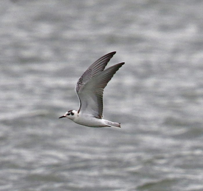 White-winged Black Tern