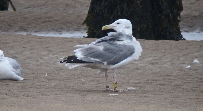 Caspian Gull