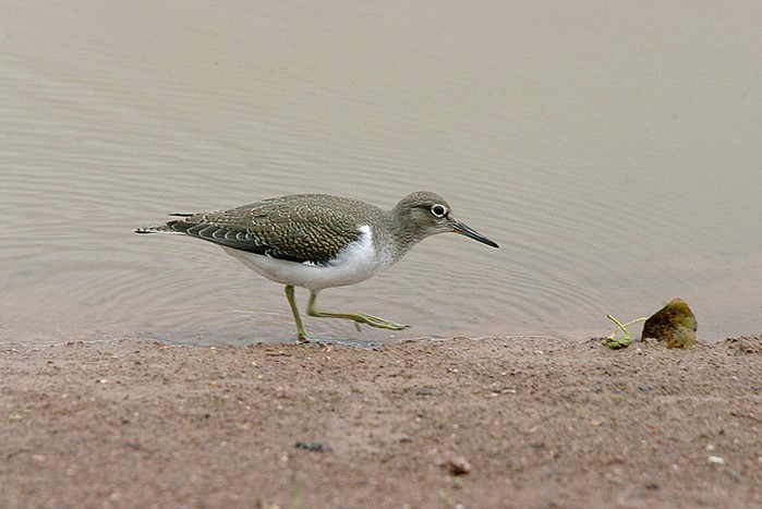 Common Sandpiper