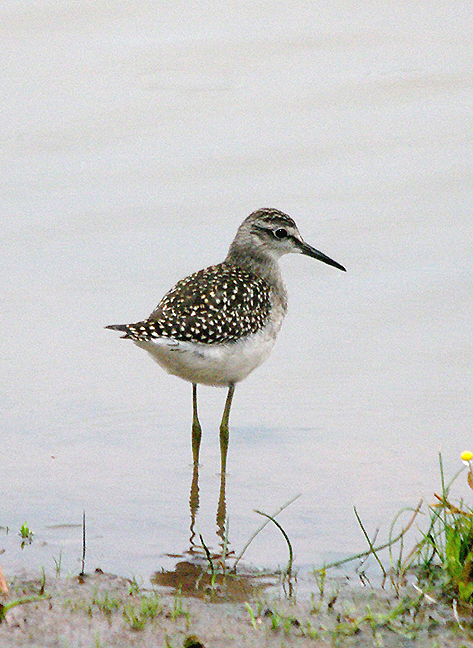 Wood Sandpiper