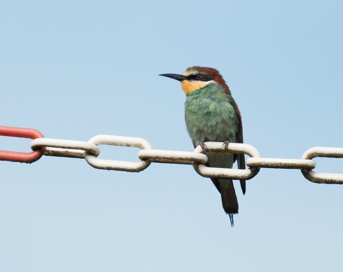 Bee-eater
