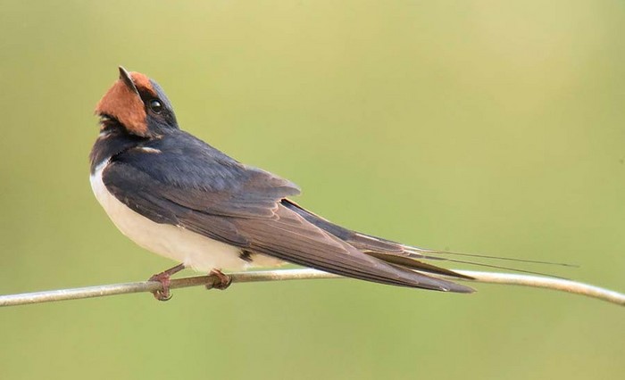 Swallow
