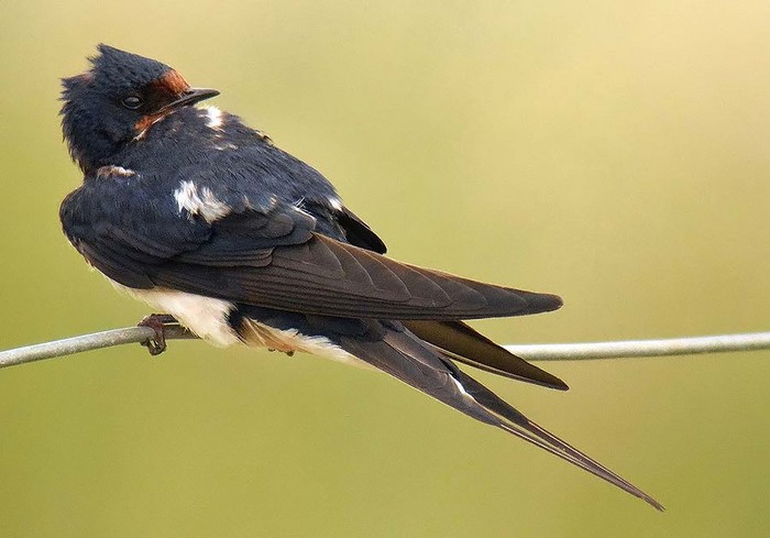 Swallow