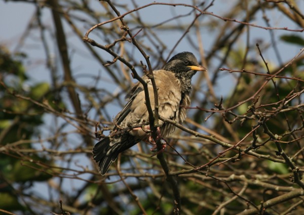 Rose-coloured Starling
