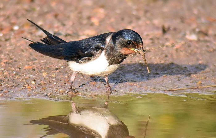 Swallow
