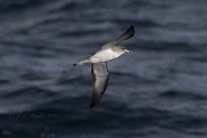 Cory's Shearwater