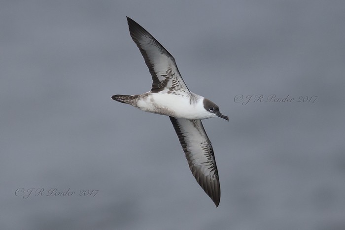 Great Shearwater