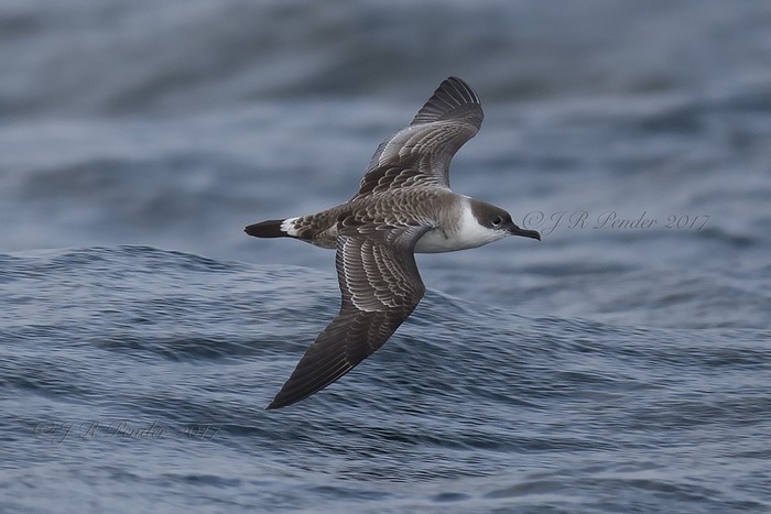 Great Shearwater