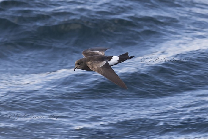 Wilson's Petrel