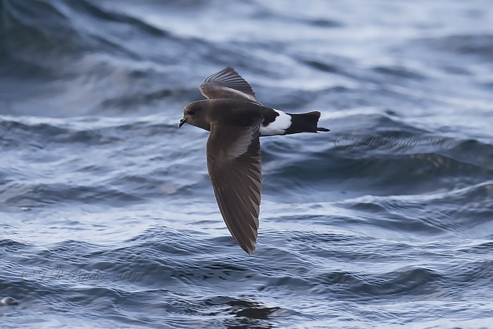 Wilson's Petrel