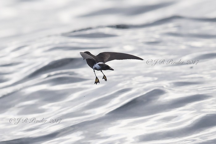 Wilson's Petrel