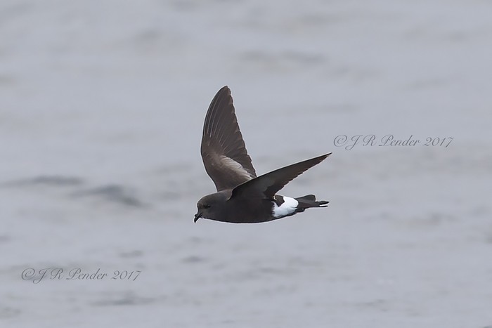 Wilson's Petrel