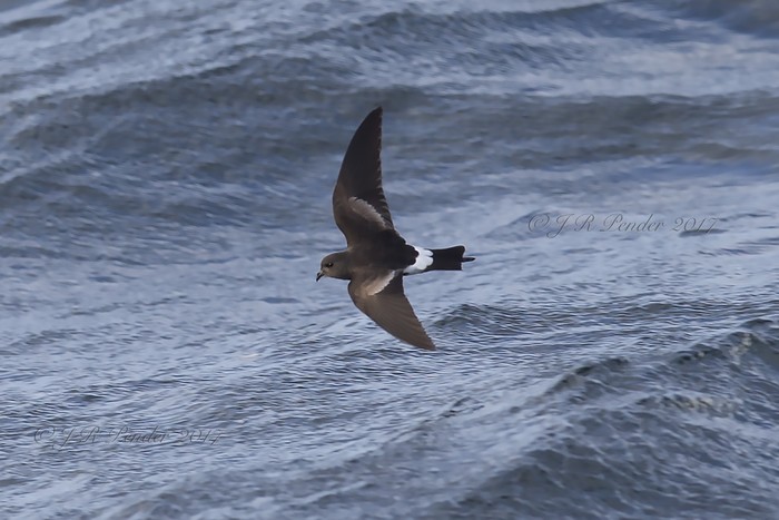 Wilson's Petrel