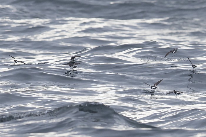 Wilson's Petrel