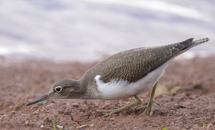 Common Sandpiper