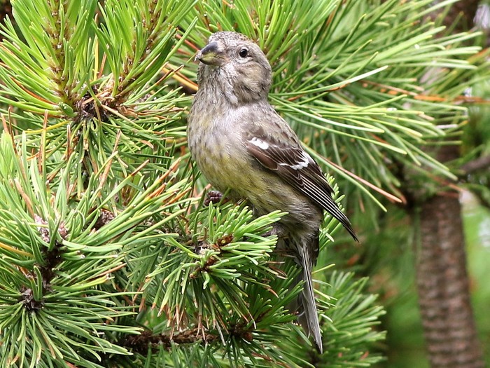 Two-barred Crossbill